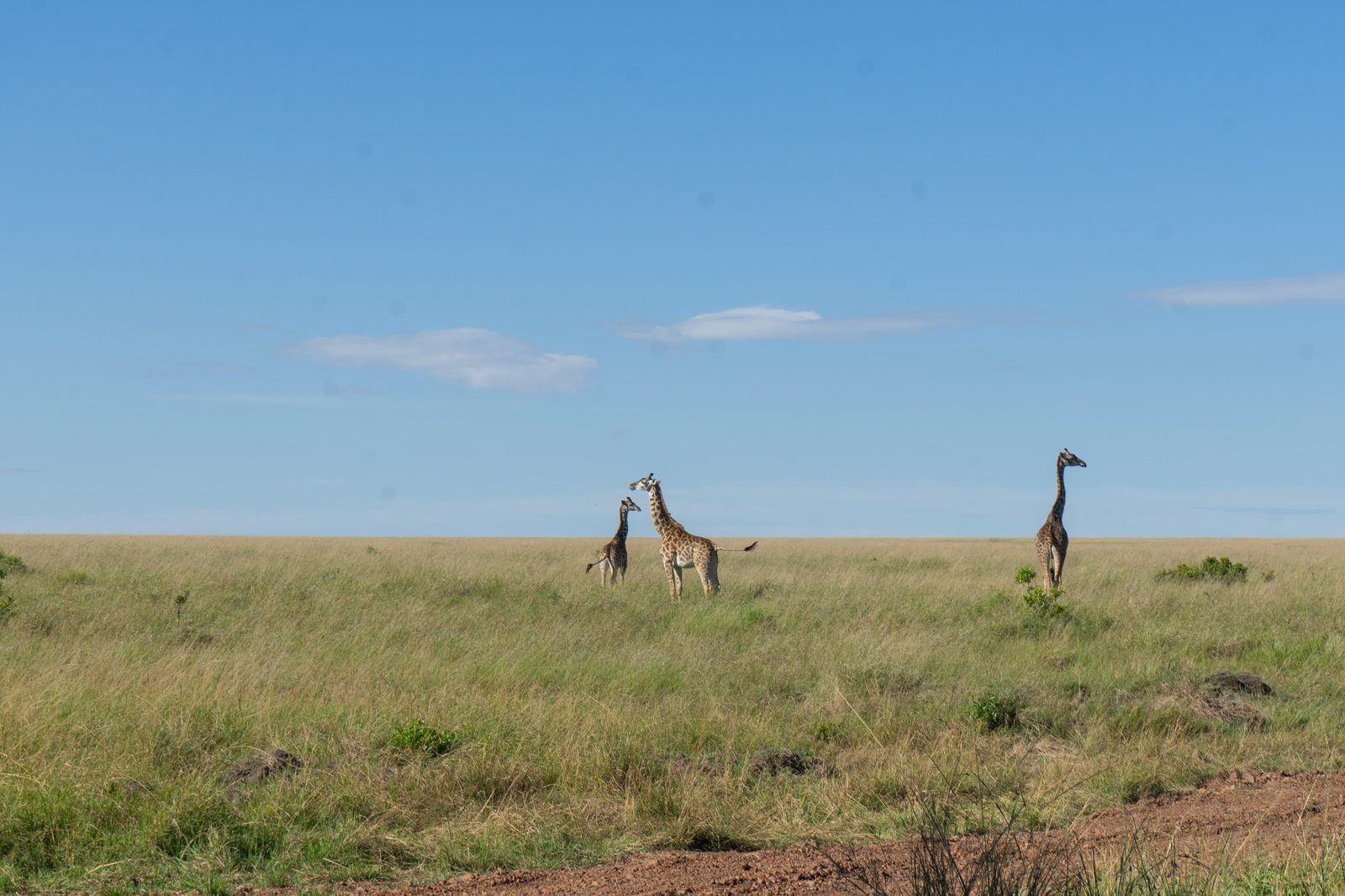 Giraffes in the Maasai Mara